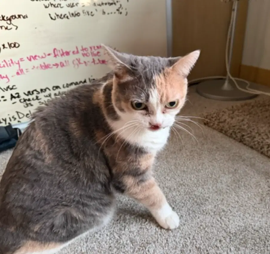 Kali-Cat-Foster Needed image 2