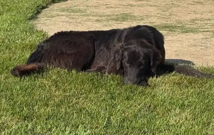 Bella image 4