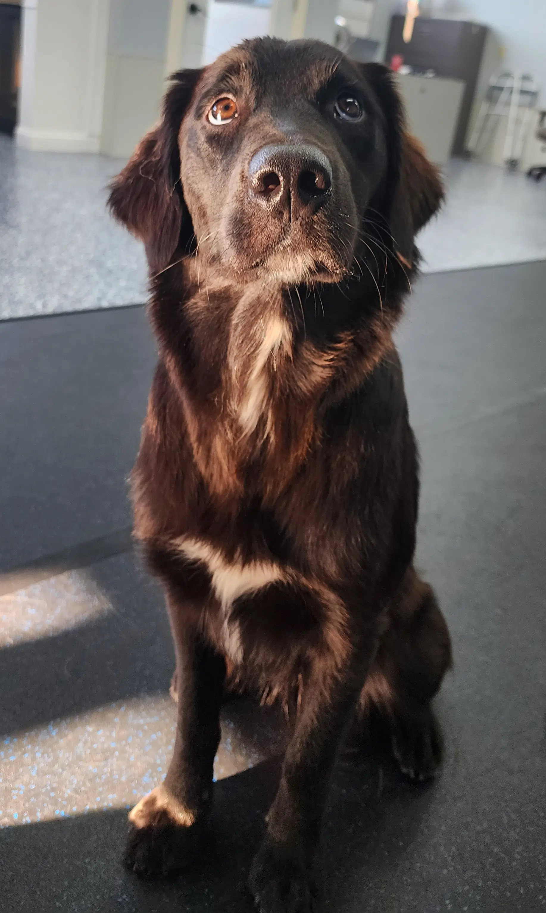 Bella Adoption Pending - Golden Retriever
