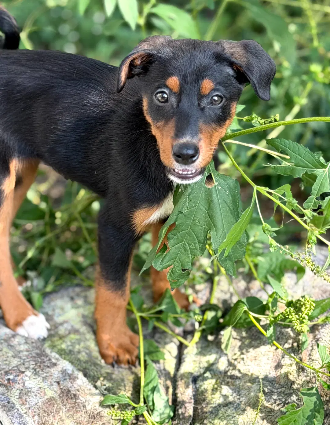 Blair - Doberman Pinscher