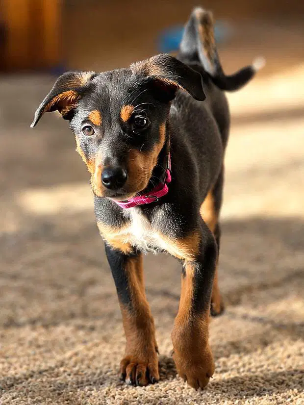 Blair - Doberman Pinscher