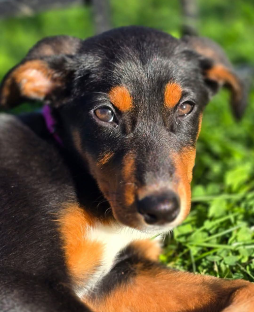Blair, a dog for adoption from United Doberman Rescue