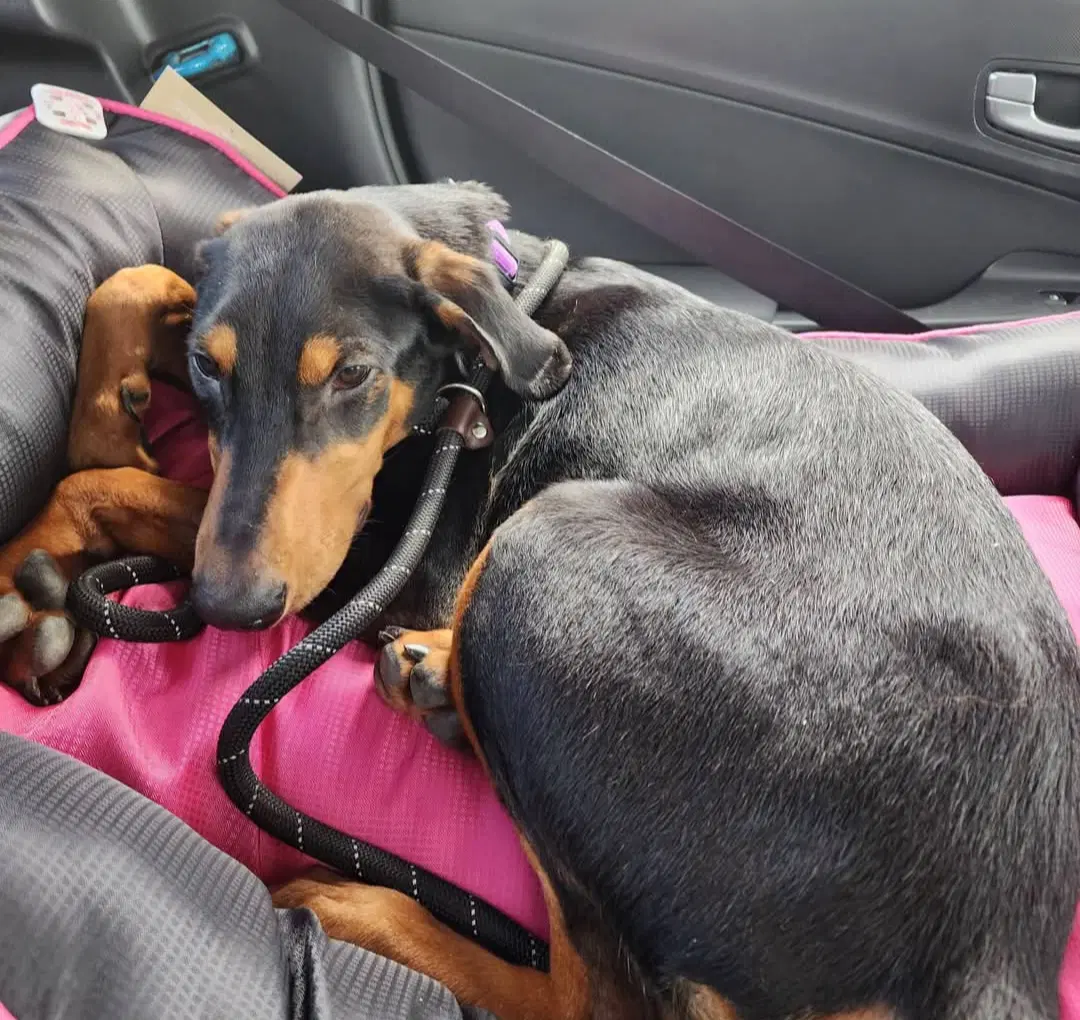 Penny - Doberman Pinscher