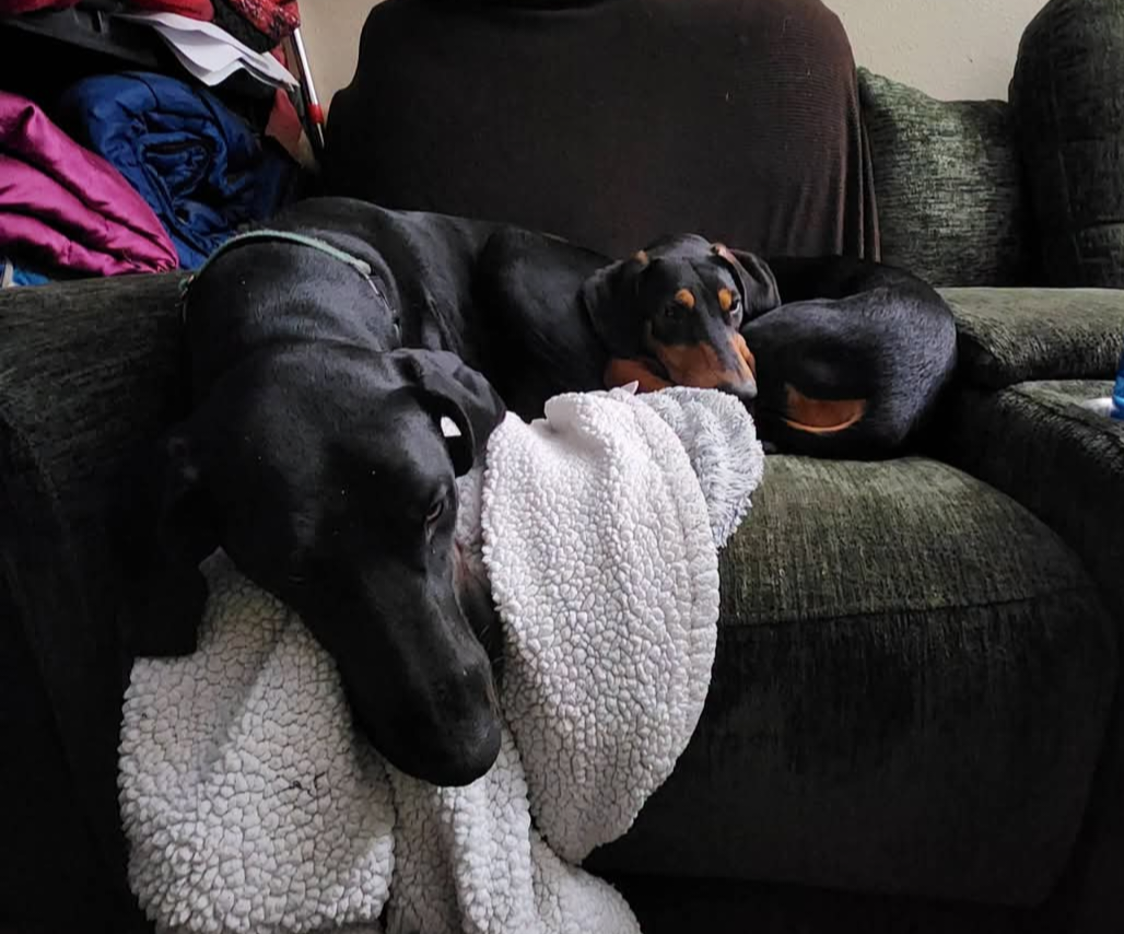 Penny, photo 6