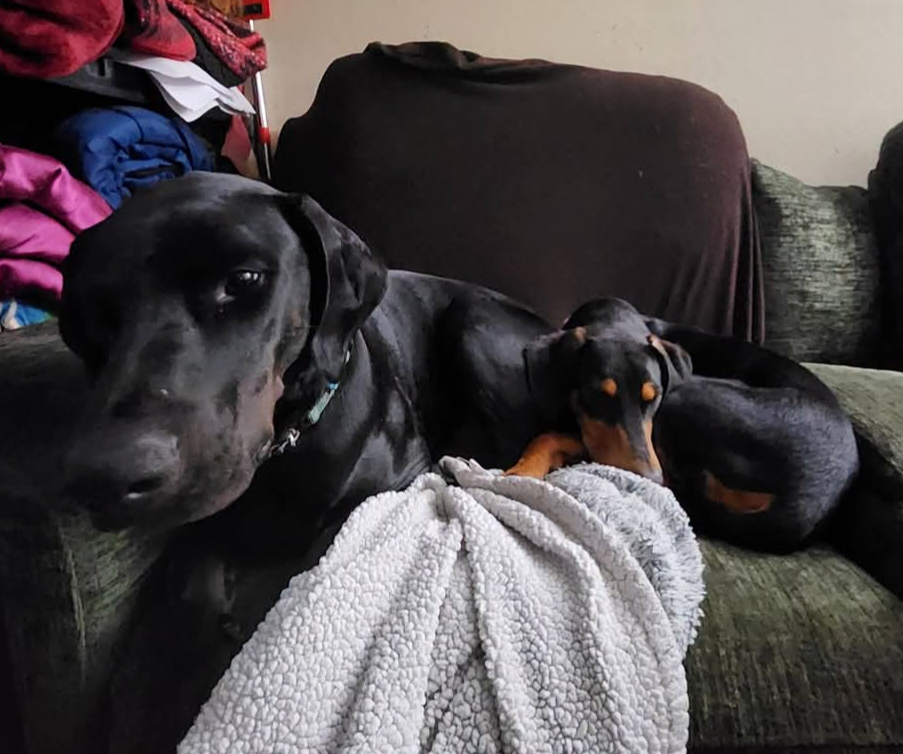 Penny, photo 15