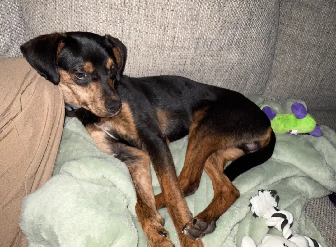 Ricky Foster Needed - Doberman
