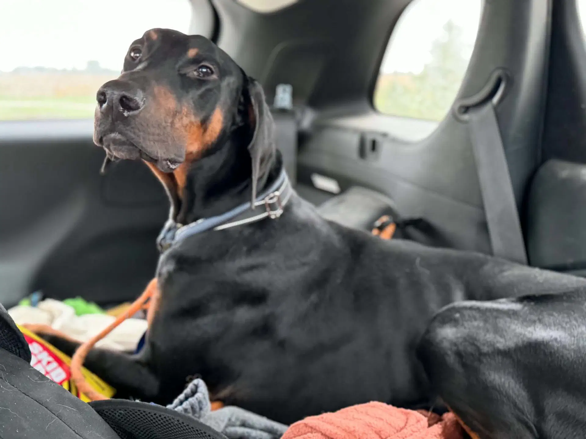 Logan image 4
