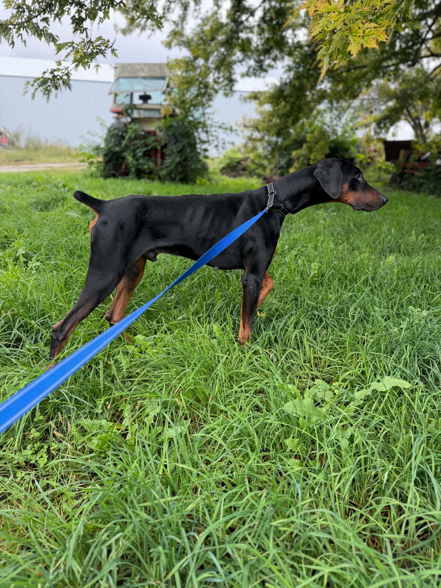 Logan Adoption Pending!, photo 3