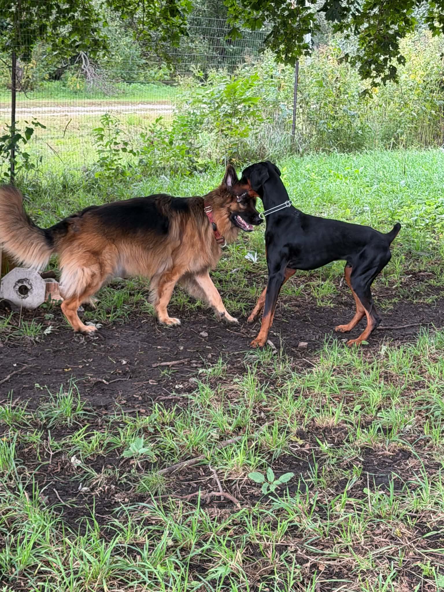 Logan Adoption Pending!, photo 7