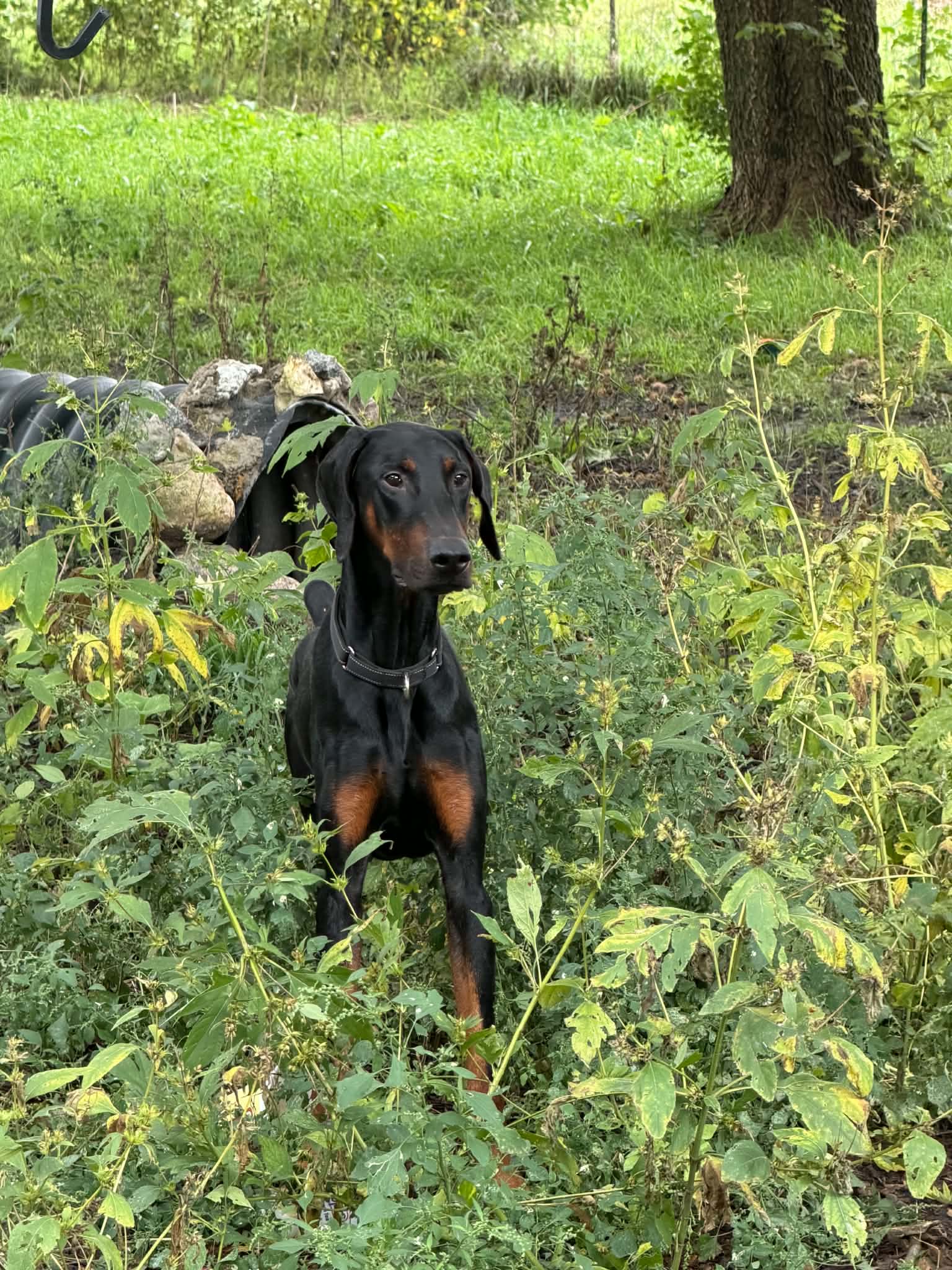 Logan, Doberman Pinscher