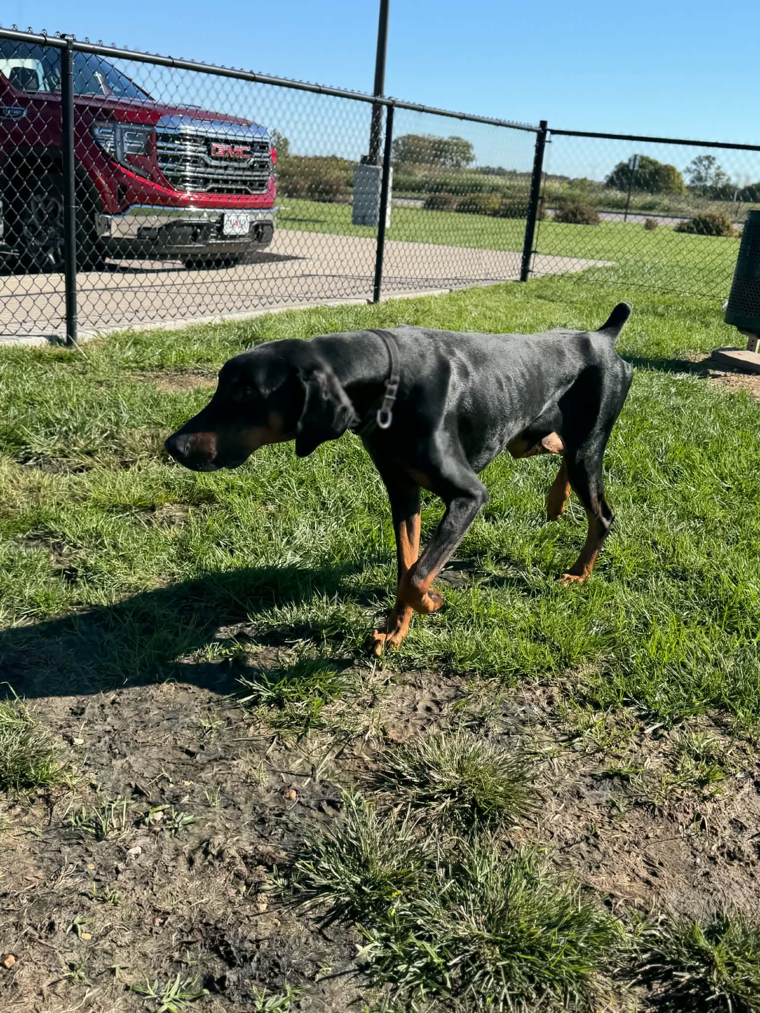Logan Adoption Pending!, photo 14