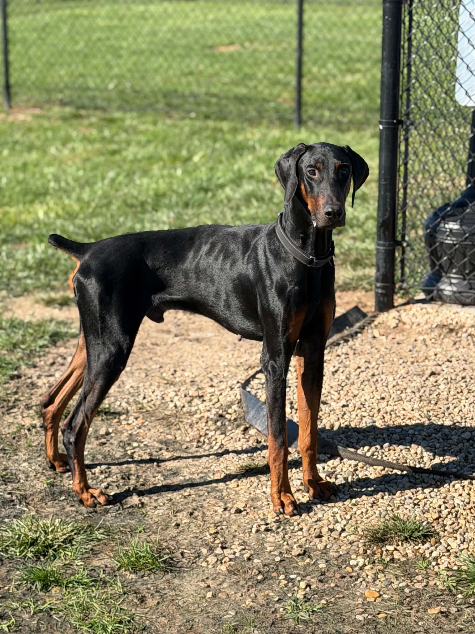 Logan - Doberman Pinscher