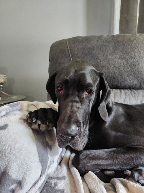 Photo 3 of Nyxie