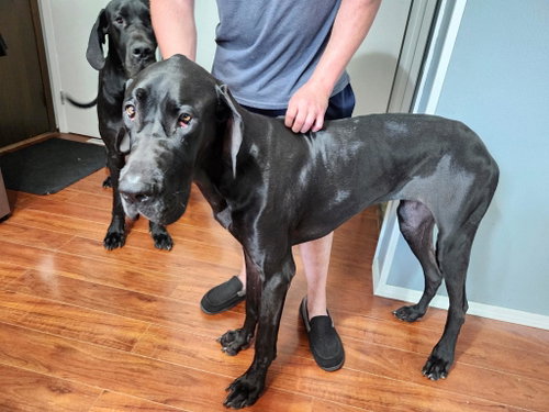Nyxie, a dog for adoption from United Doberman Rescue