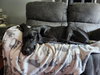 Nyxie Adoption Pending