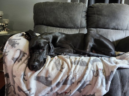 Photo 4 of Nyxie