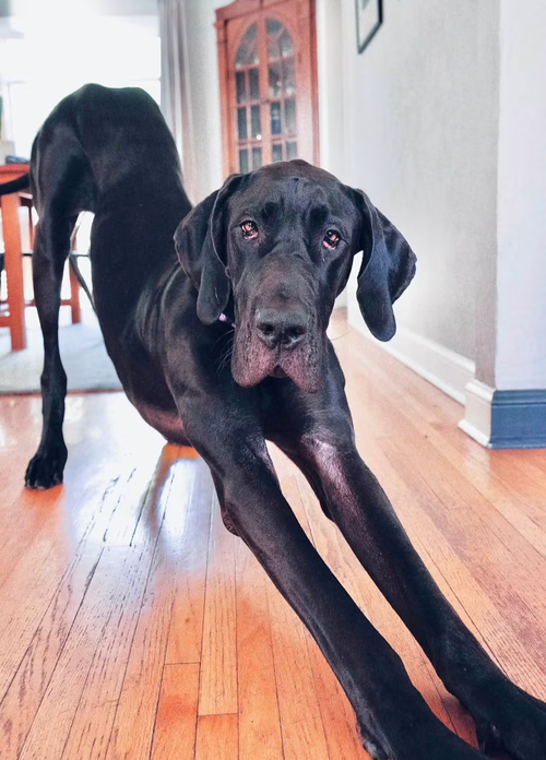 Nyxie Adoption Pending, a dog for adoption from United Doberman Rescue