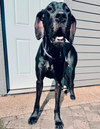 Nyxie Adoption Pending