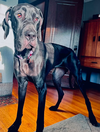 Nyxie Adoption Pending