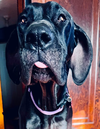 Nyxie Adoption Pending