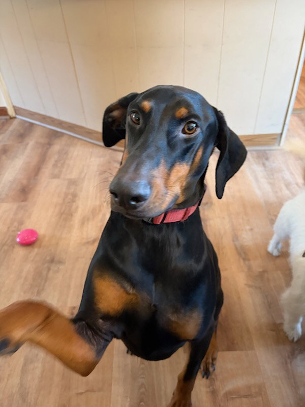 Klaus Foster Needed!, Doberman Pinscher
