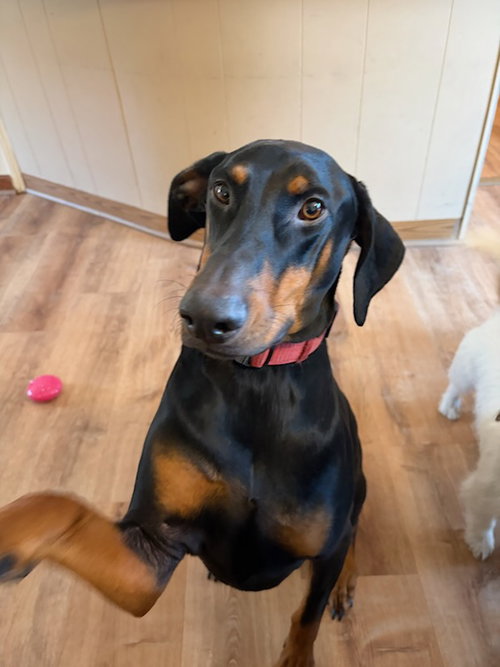 Klaus Foster Needed!, a dog for adoption from United Doberman Rescue