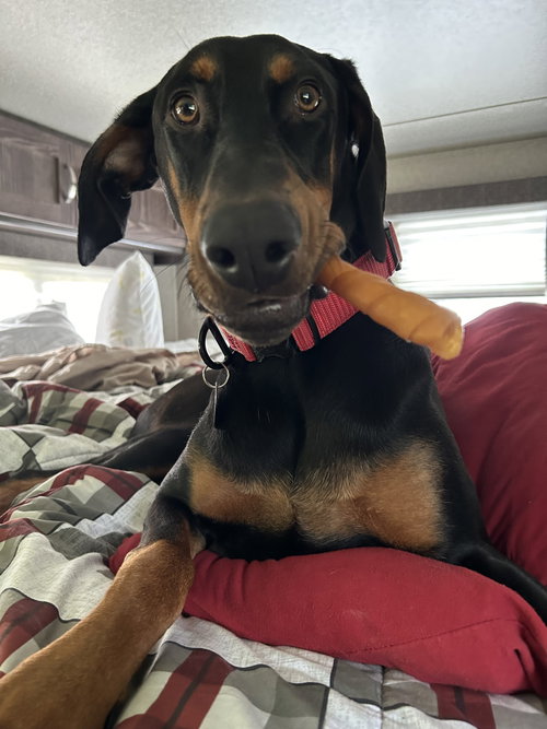 Klaus, a dog for adoption from United Doberman Rescue