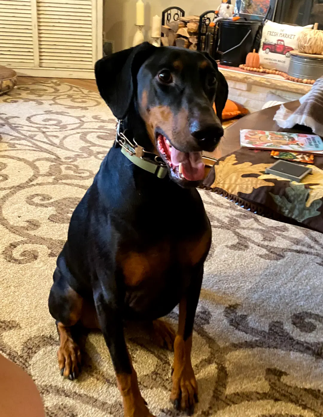 Klaus - Doberman Pinscher