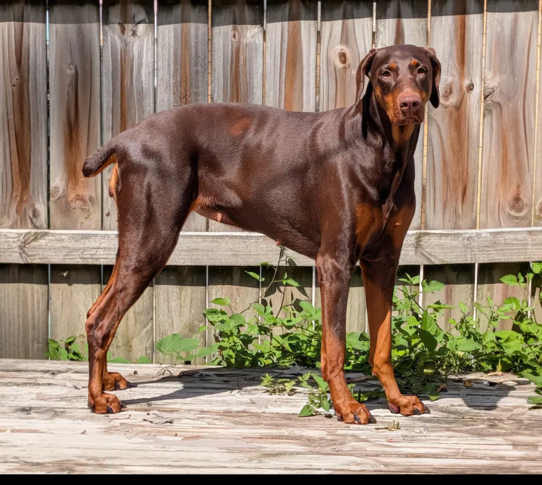 Brandy - Doberman Pinscher