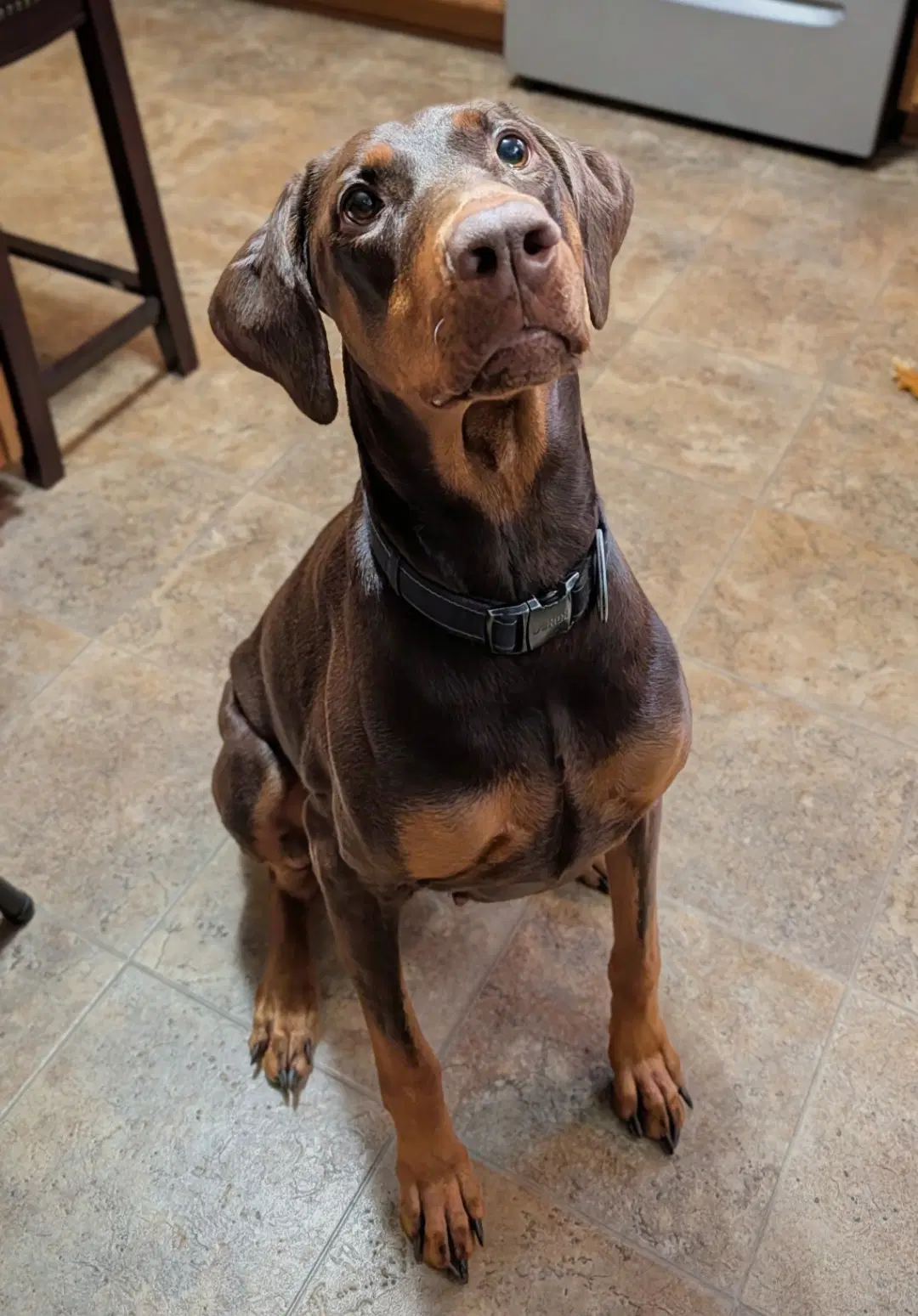 Brandy image 2