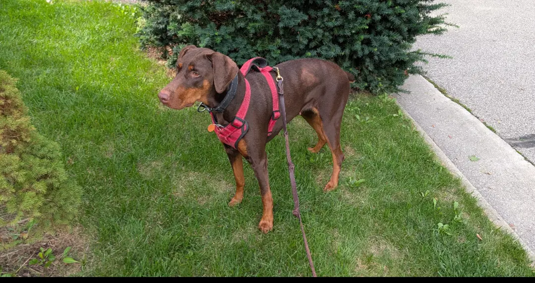 Brandy image 3