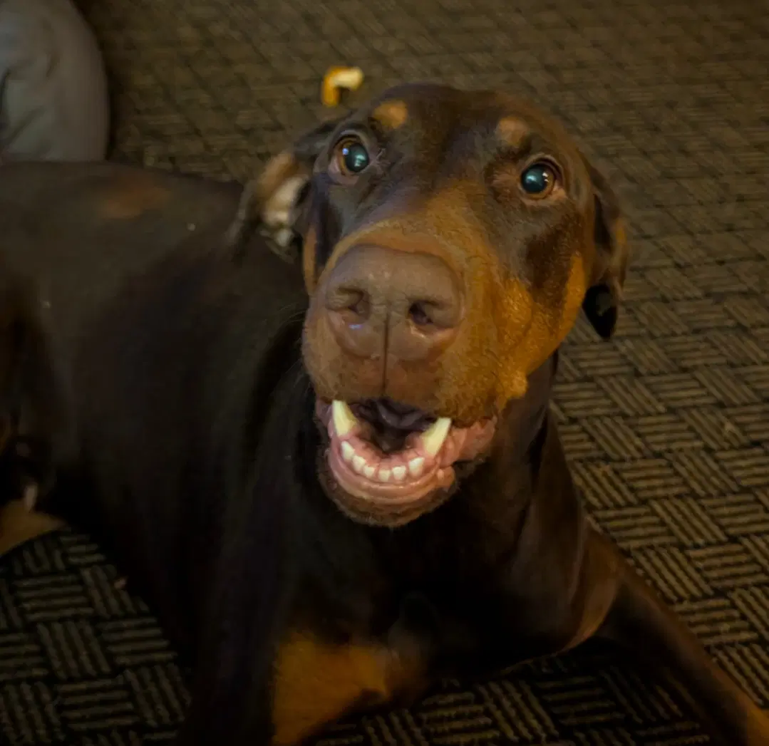 Brandy image 4