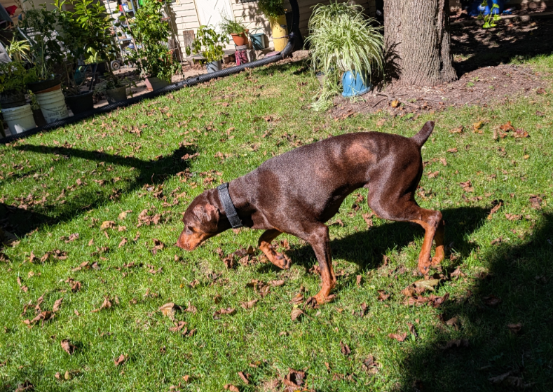 Brandy, photo 7