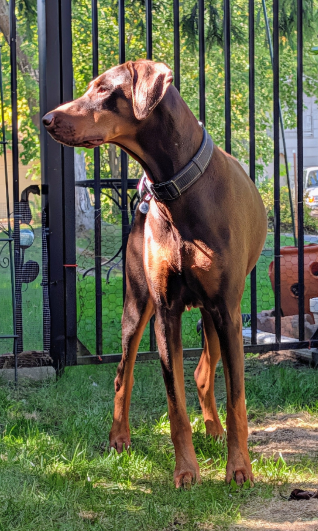 Brandy, photo 8