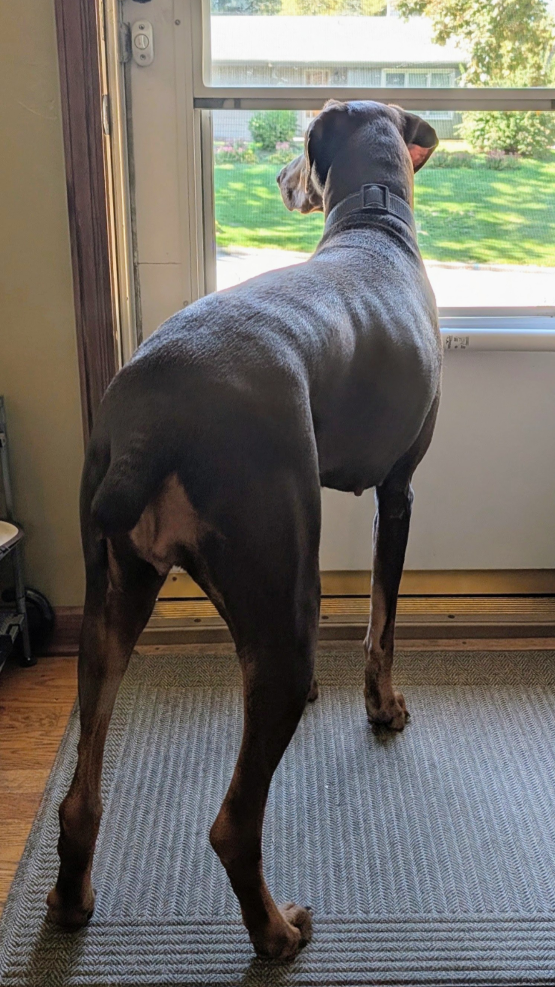 Brandy, photo 11