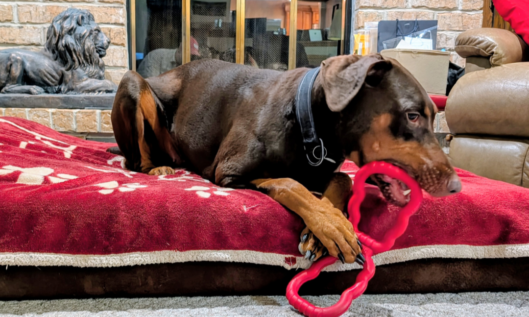 Brandy, photo 13