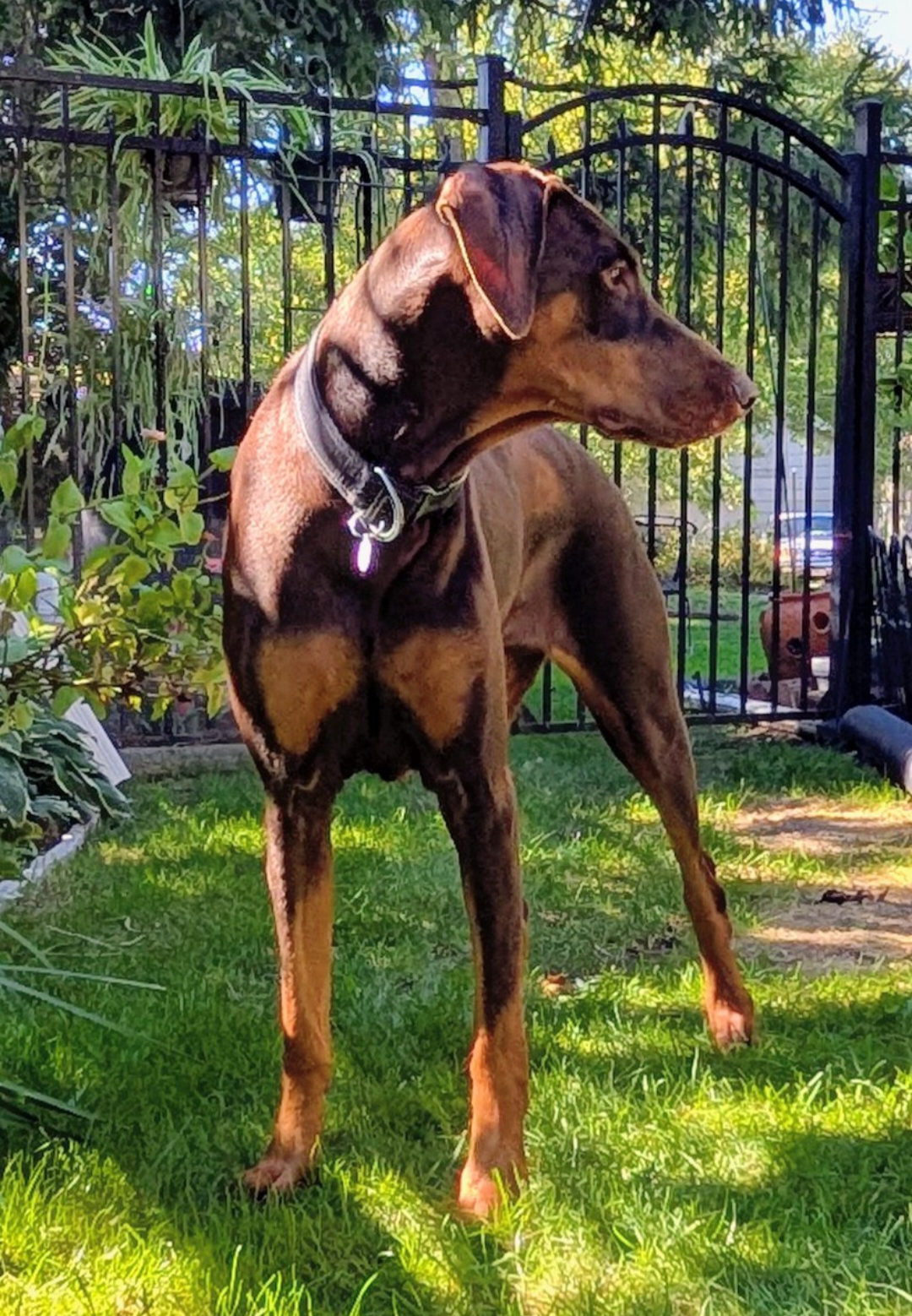 Brandy, photo 14
