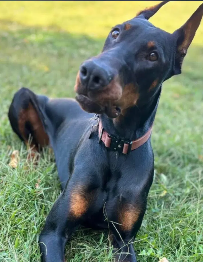 Rufio - Doberman Pinscher
