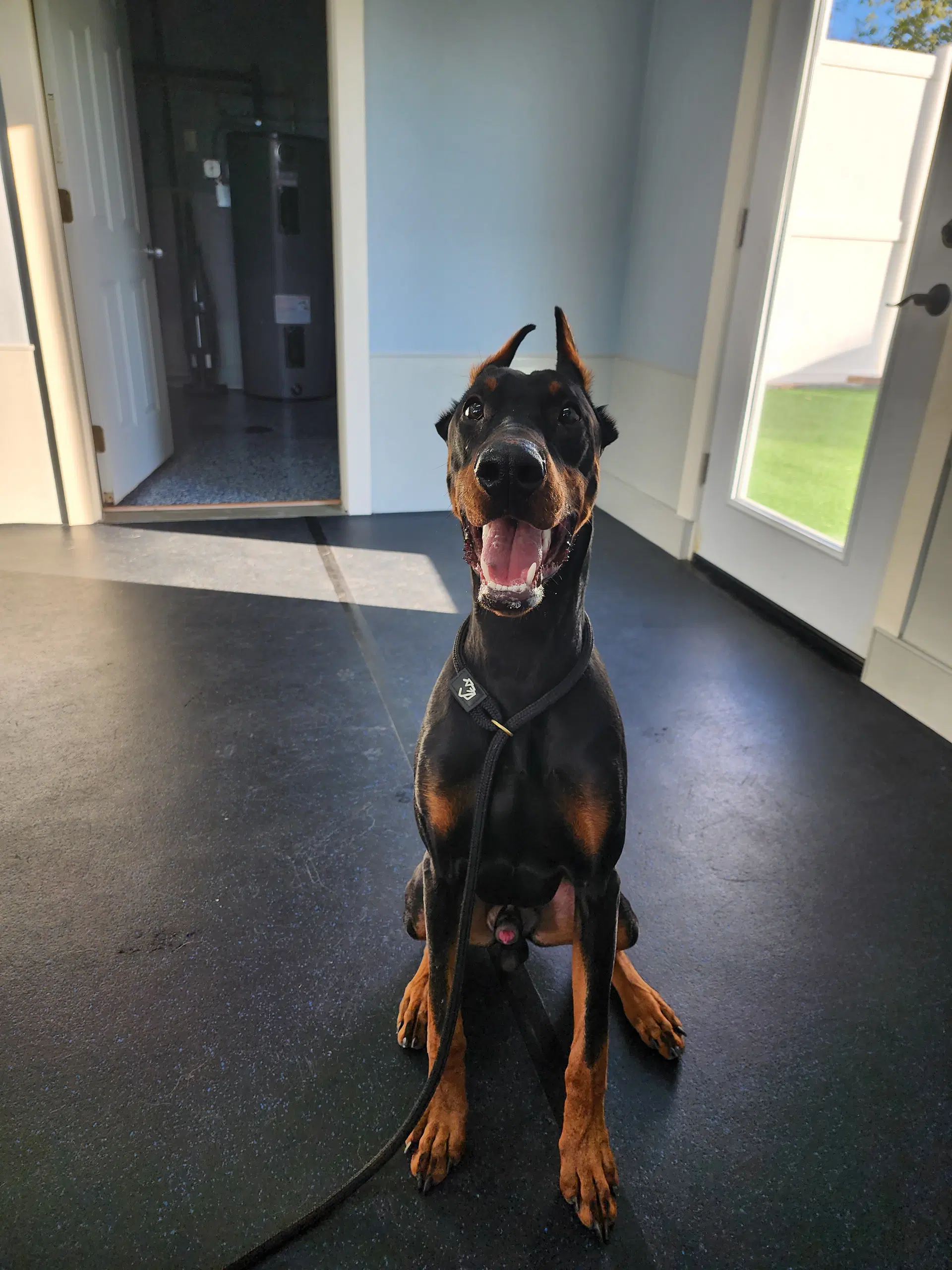 Rufio image 4