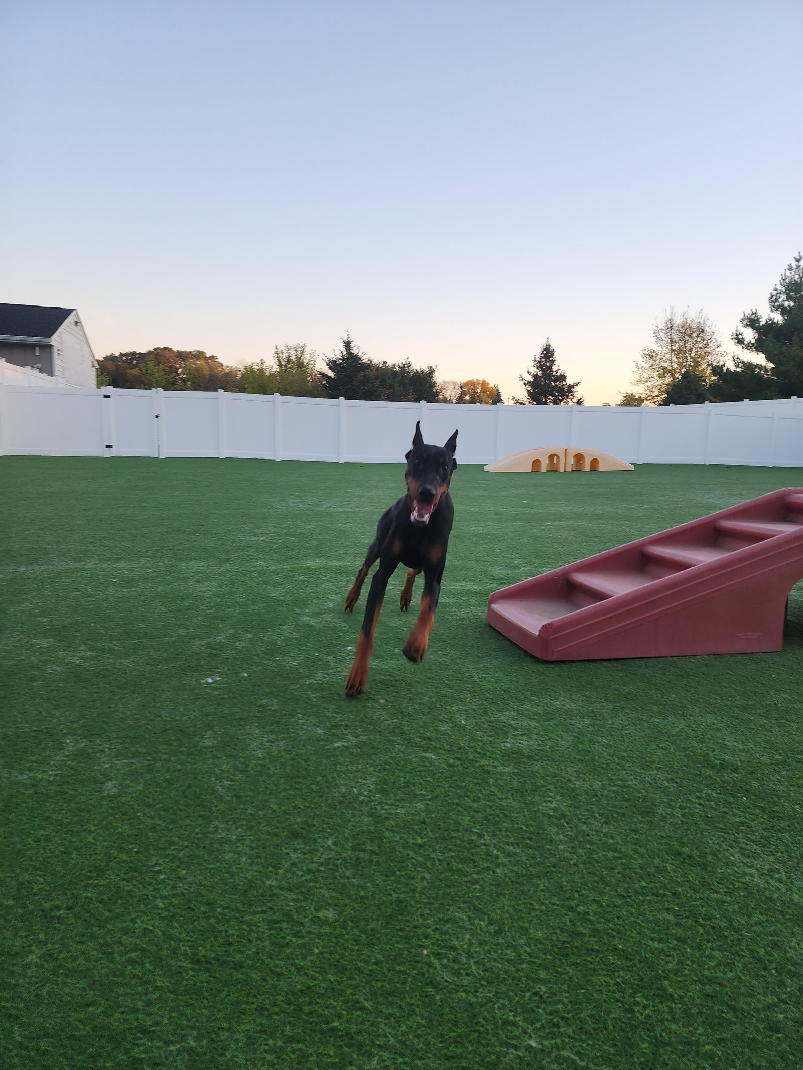 Rufio Adoption Pending!, photo 12