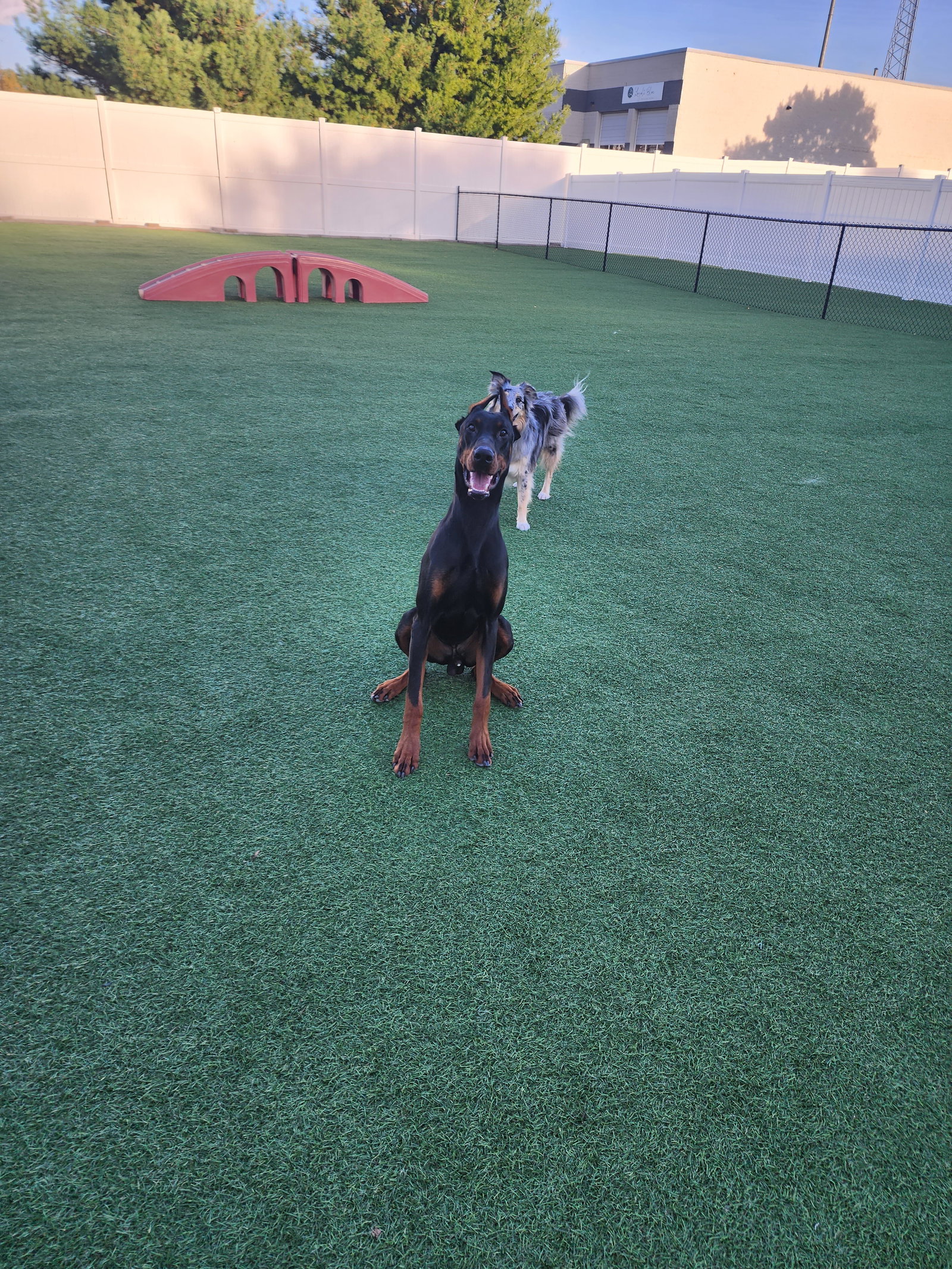 Rufio Adoption Pending!, photo 13