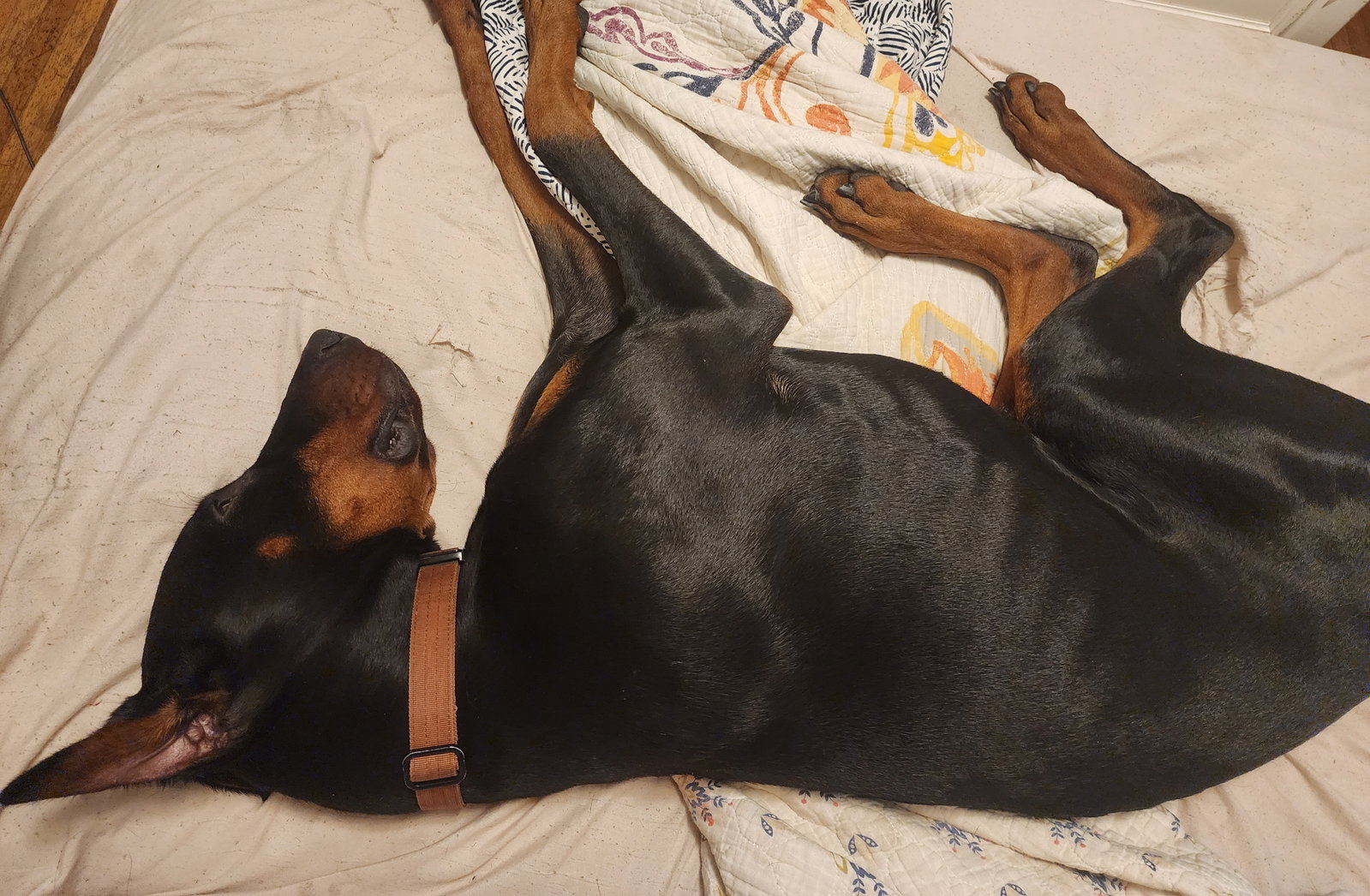 Rufio Adoption Pending!, photo 14
