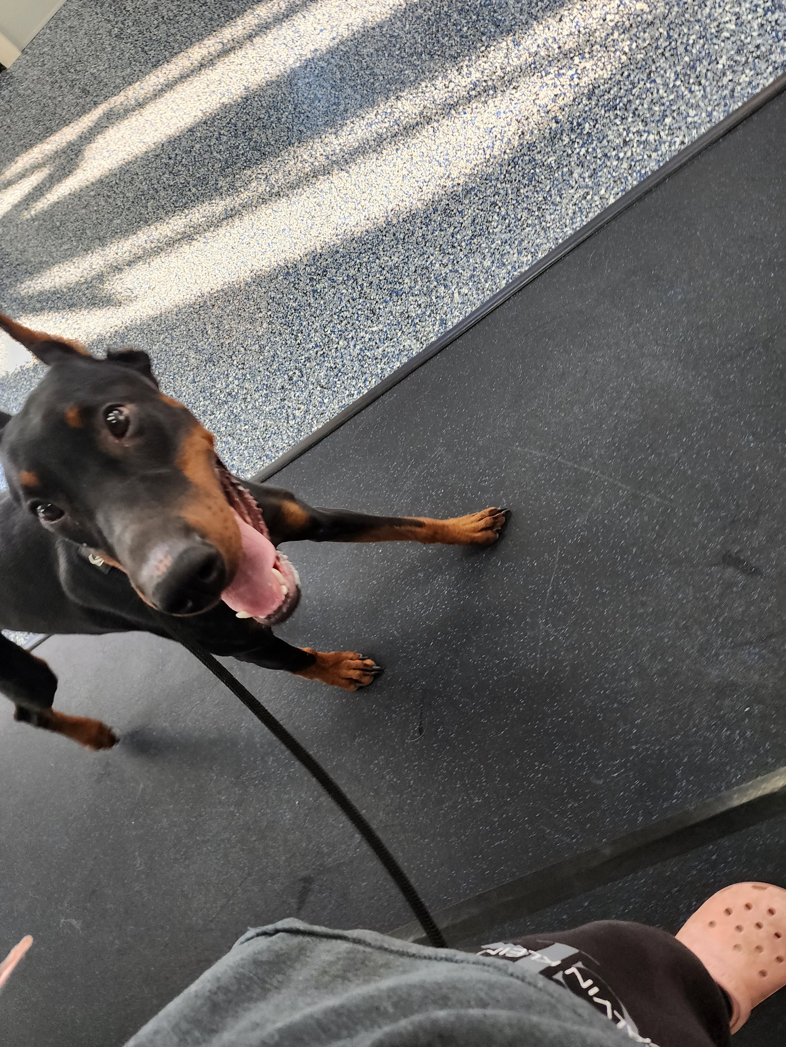 Rufio Adoption Pending!, photo 15