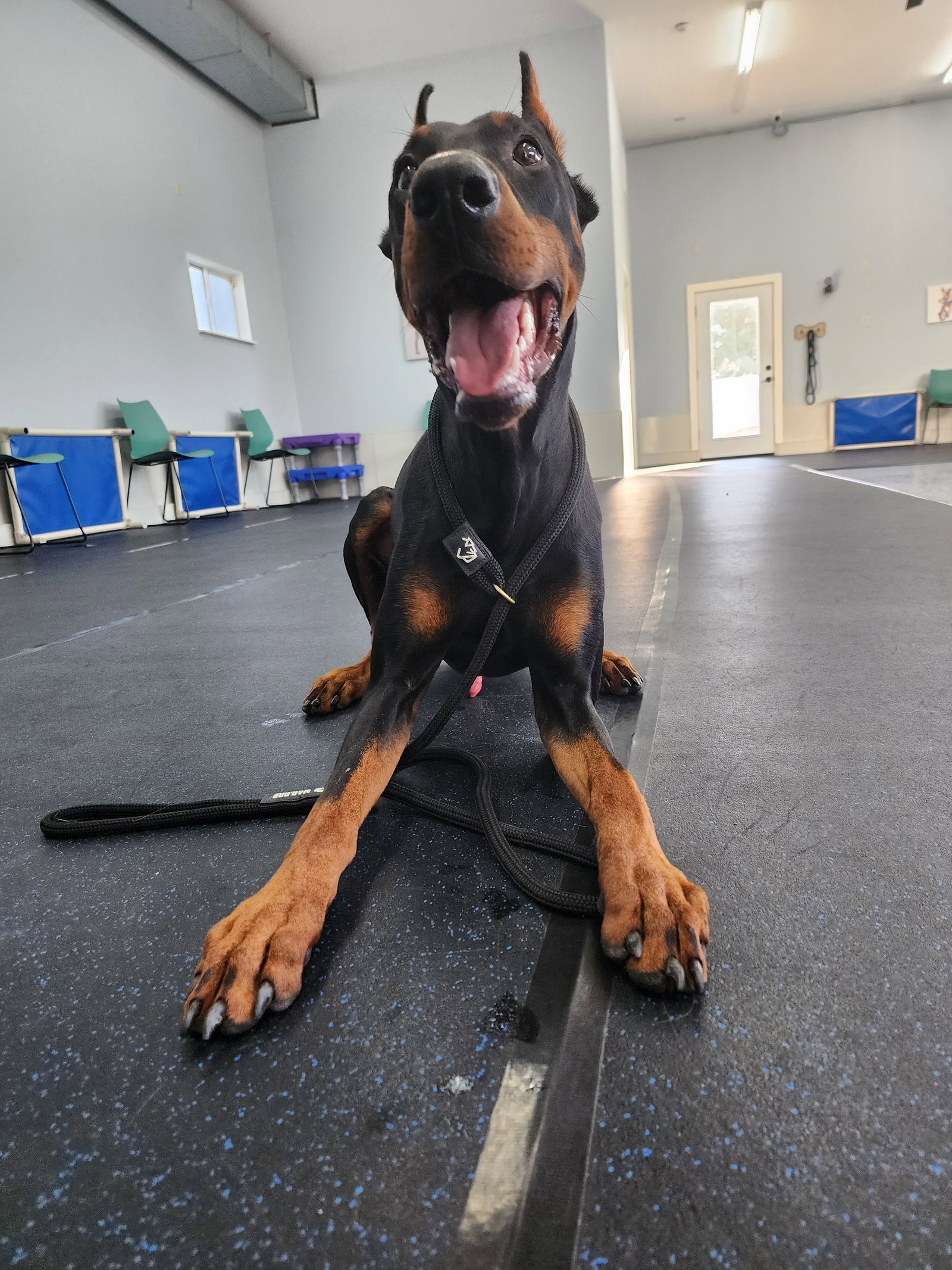 Rufio Adoption Pending!, photo 16