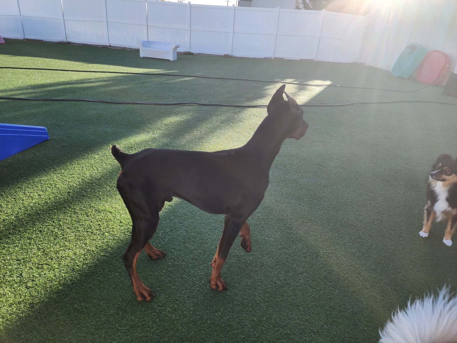 Rufio Adoption Pending!, photo 17