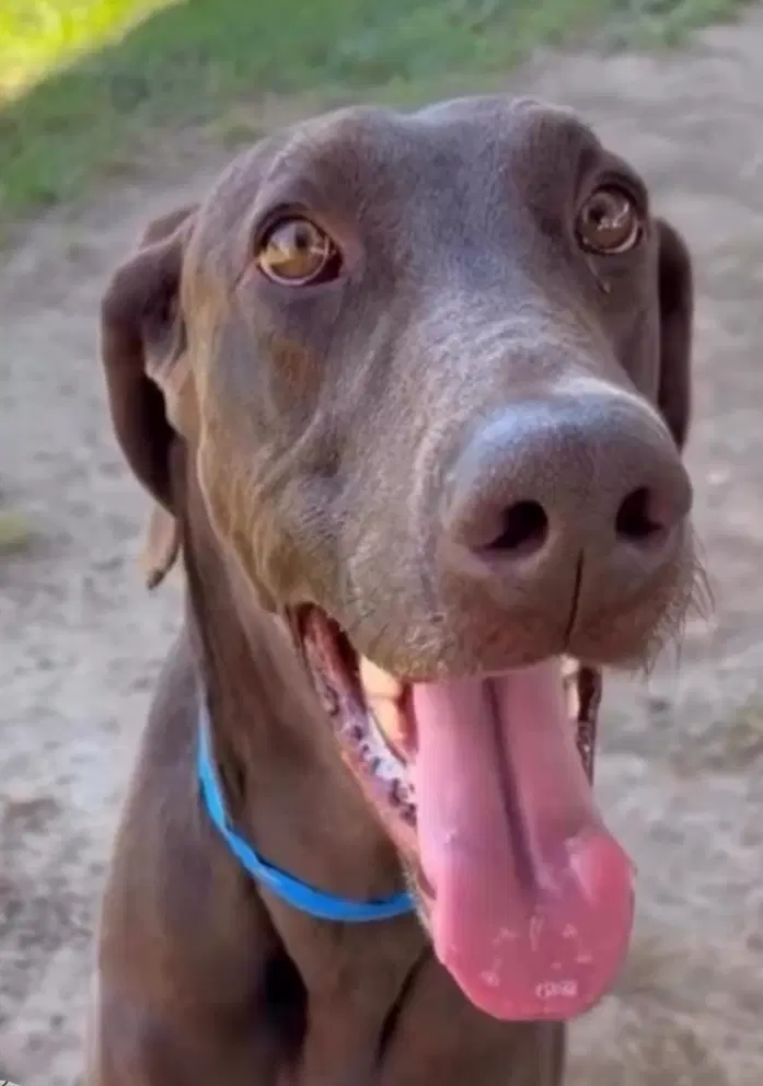 Scooby - Doberman Pinscher