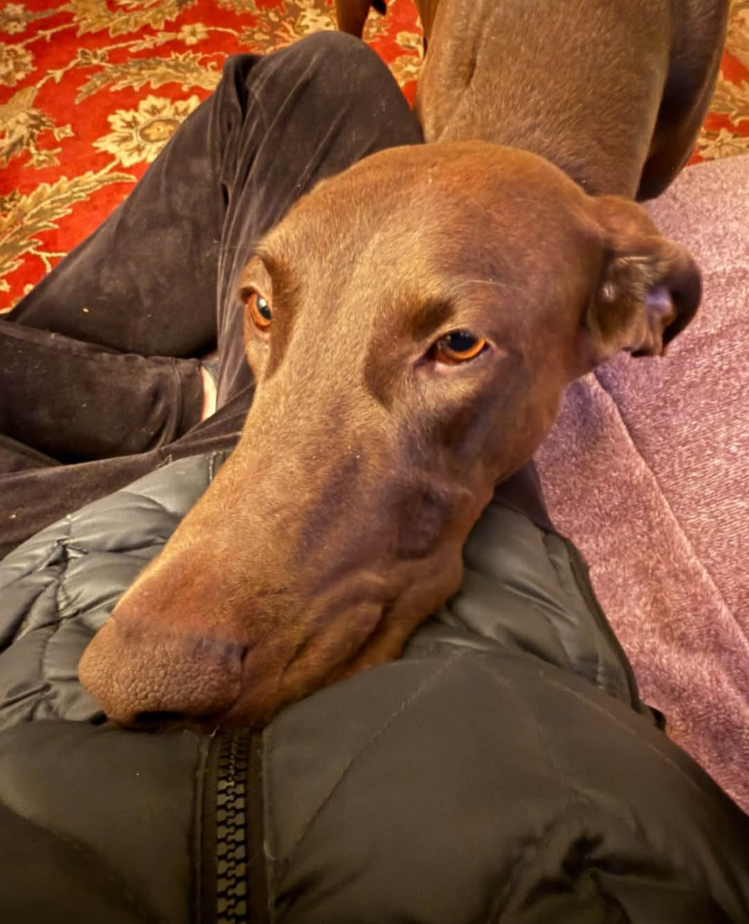 Scooby, photo 4