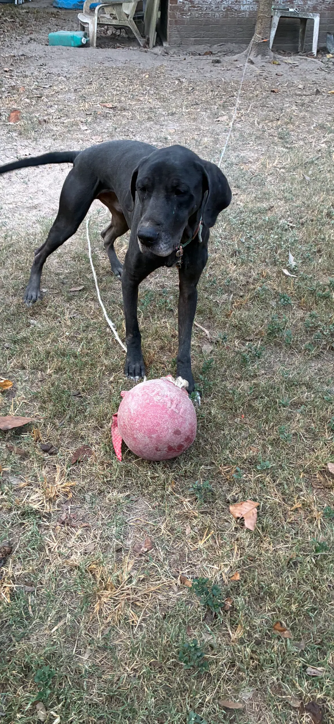 River - Great Dane