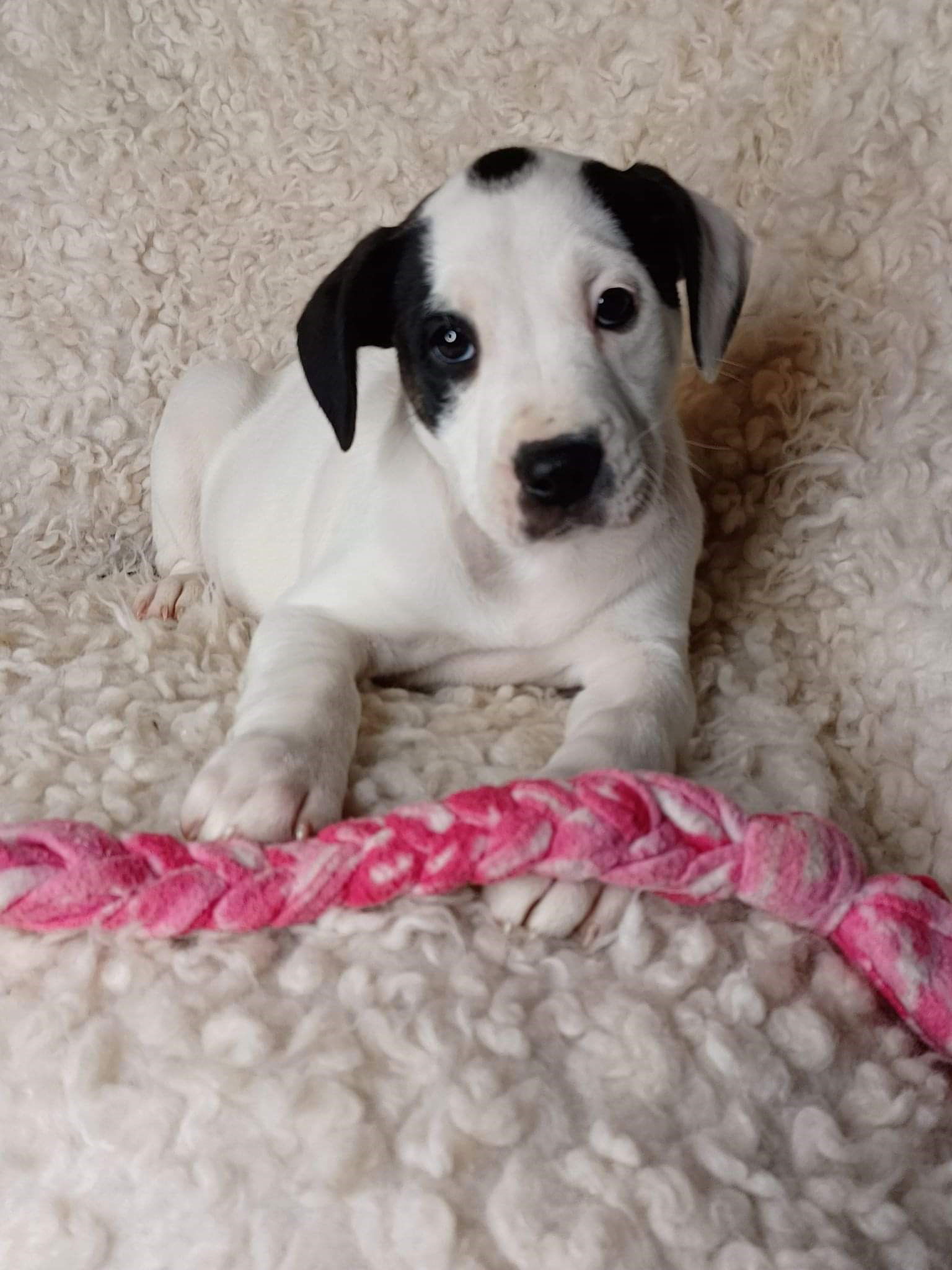 dalmatian lab mix puppy