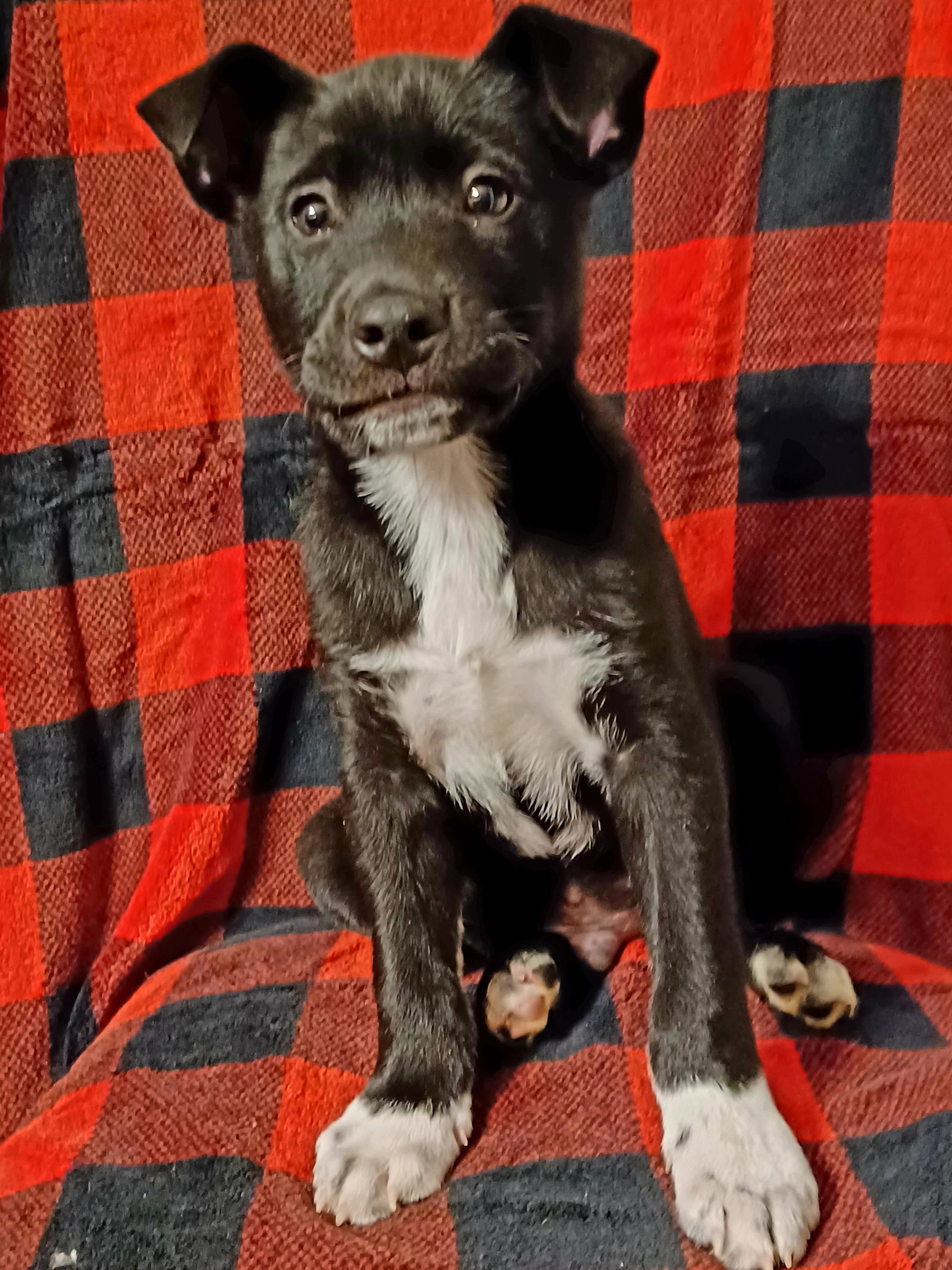 Dog for Adoption Cole, a Labrador Retriever in Elkton, MD Alpha Paw